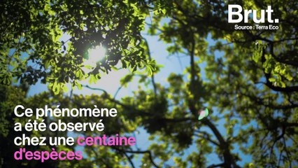 Le phénomène de la timidité des cimes