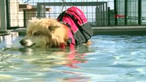 Köpekler için fizik tedavi merkezi ve terapi havuzu Mersin'de uygulamaya başladı
