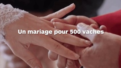 Ils vendent leur fille en échange de 500 vaches !