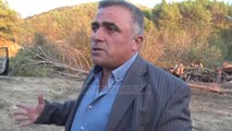 Në Mushnik të Rrogozhinës po priten pishat në pyll - Top Channel Albania - News - Lajme