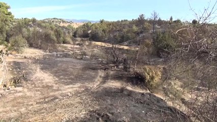 Manavgat'taki Orman Yangını