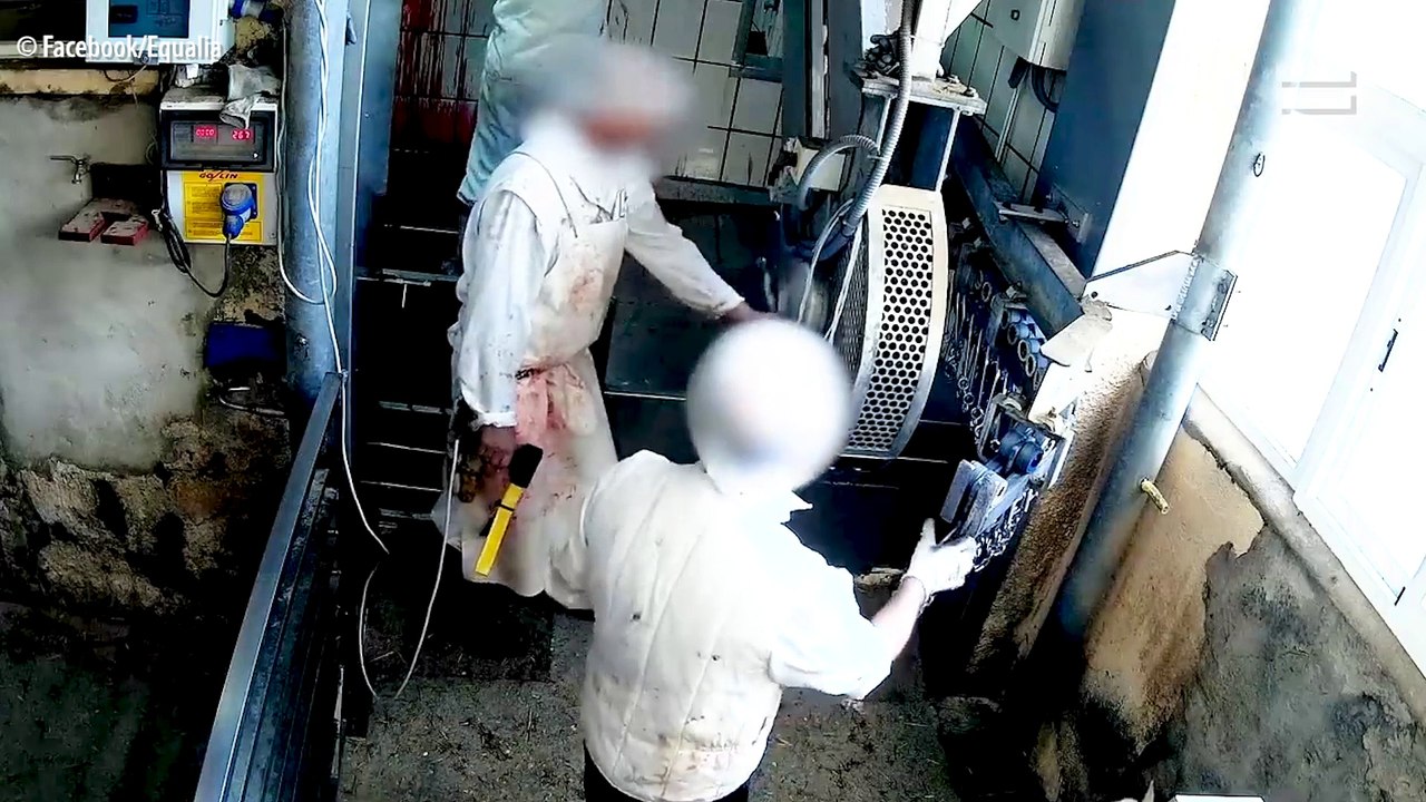 Nouveau scandale de maltraitance dans un abattoir