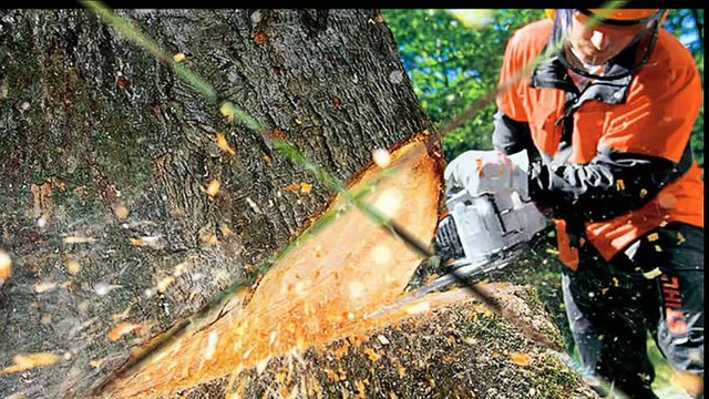 Tree Lopping Ermington