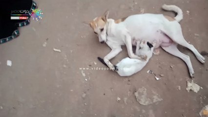 ليست صداقة فقط.. كلبة تتبنى قطة وترضعها )