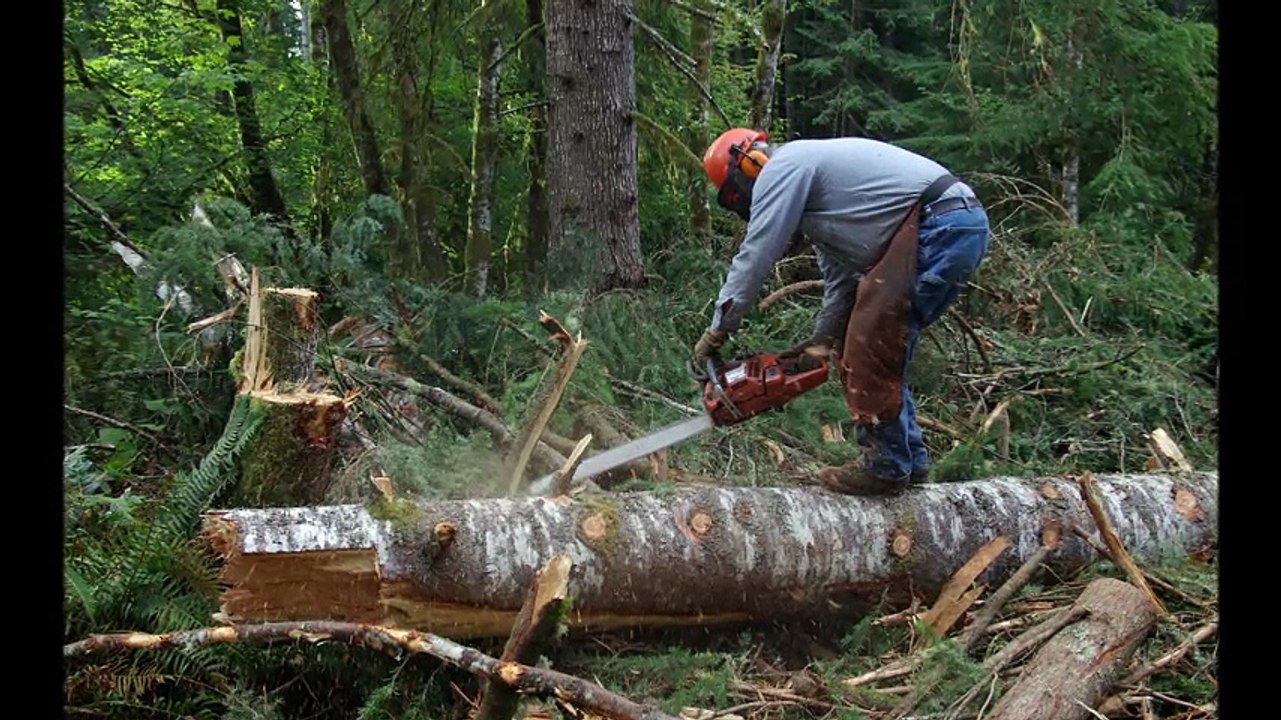 Emergency Tree Removal Services in North Shore