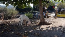 'Karabaş' isimli köpek ve oğlak 'Efe'nin dostluğu görenleri şaşırtıyor