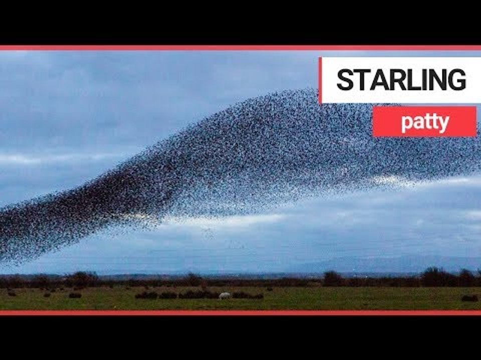 Starlings perform a spectacular murmuration in Gretna Green | SWNS TV