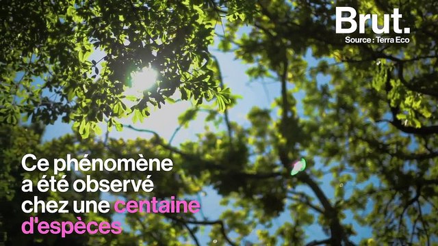 La timidité des cimes, un étrange comportement observé chez les arbres