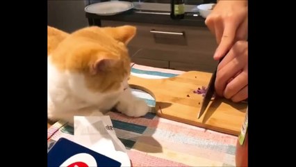 Ce chat a eu peur quand on coupe de l'oignon sous son nez !