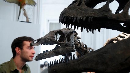 Des dinosaures aux enchères