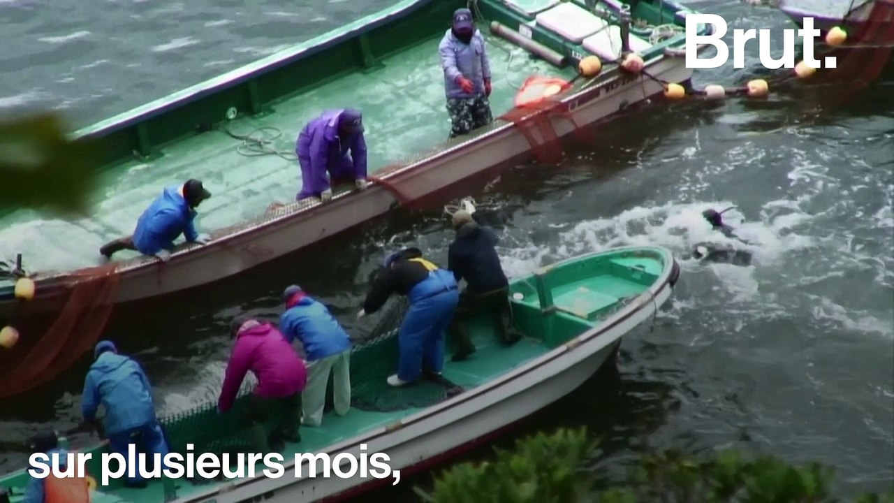 Les activistes réclament l'arrêt de la chasse aux dauphins