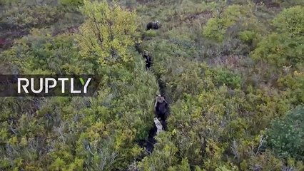 Un chien traine avec une famille d'ours (Russie)