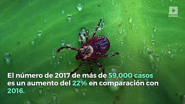 La enfermedad de Lyme y las enfermedades transmitidas por garrapatas alcanzan niveles récord en EE.UU