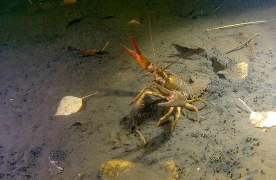 Les dernières écrevisses à pattes rouges de Wallonie