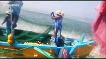 Huge sardine swarm leaps en masse to escape Indian fishermens' nets