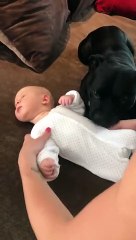 Ce chien veut à tout prix proté le bປé de la famille