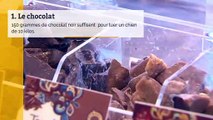 6 aliments qu'il ne faut surtout pas donner à manger à votre chien ou votre chat