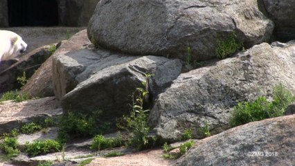 Polar Bears Are Thriving in this Area