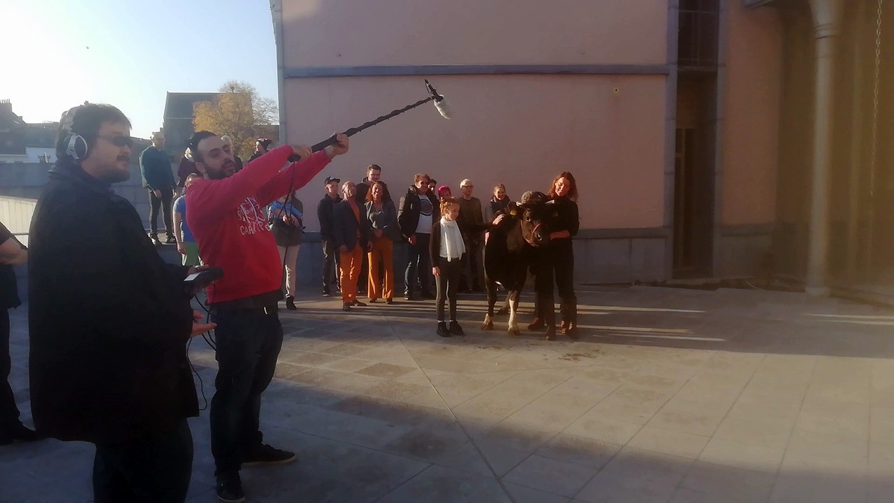 Mons: une vache sur le tournage du film Marguerite