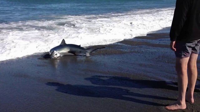 Un requin s'échoue sur la plage en essayant d'attraper un poisson