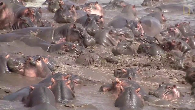 Un crocodile se retrouve au milieu d'hippopotames et va passer un sale moment