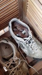 Cet australien a trouvé un serpent dans sa chaussure... Dangereux comme pays