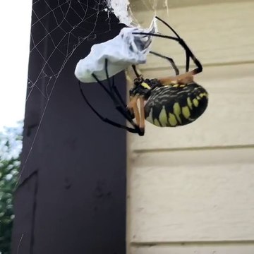 Golden Orb Weaver Spider Busy Working