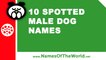 10 spotted male dogs names - the best pet names - www.namesoftheworld.net
