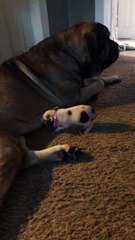 Mastiff isn’t sure if she’s ready to be a mom,”Well to a pig anyway!” Video