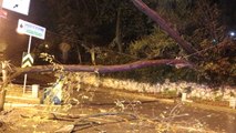Sarıyer'de Tünel Girişine Ağaç Devrildi, Yol Trafiğe Kapandı