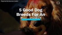 5 Dog Breeds To Look For When Choosing An Emotional Support Animal