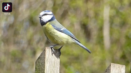 Nikon coolpix p1000 4k Ultra HD video