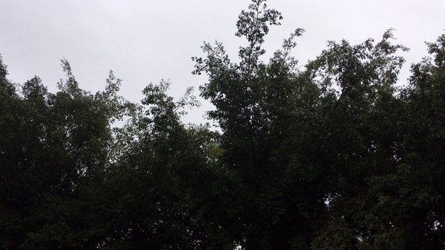 Swaying Trees - Rabin Pant, MBA