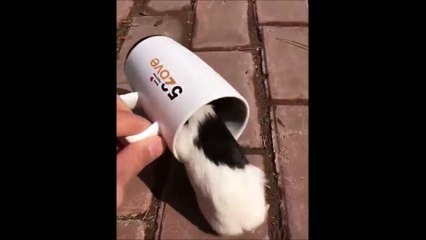 Voici le café le plus drôle que vous n'ayez jamais vu ! (n'oubliez pas le son...)