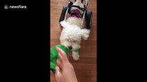 Disabled dog playing fetch won’t let his wheelchair slow him down