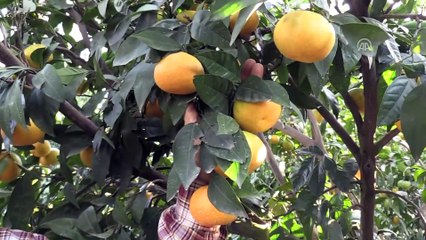 'Sinekle mücadele' Hataylı narenciye üreticilerini mutlu etti - HATAY