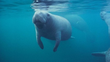 Lamatinokat engedtek vissza az óceánba