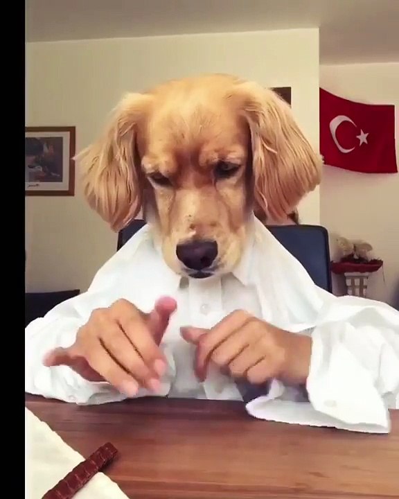Insolite : ce chien porte ses vêtements !