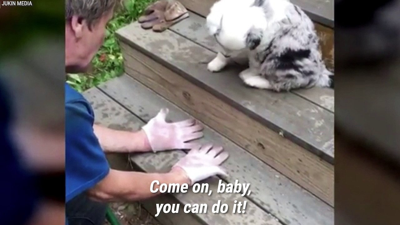 Nervous Puppy Bravely Conquers Last Step On Staircase