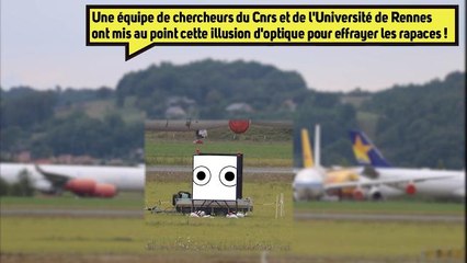 Pour faire peur aux rapaces, faites les gros yeux!