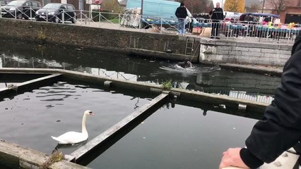 Cygne sauvé par les pompiers louviérois