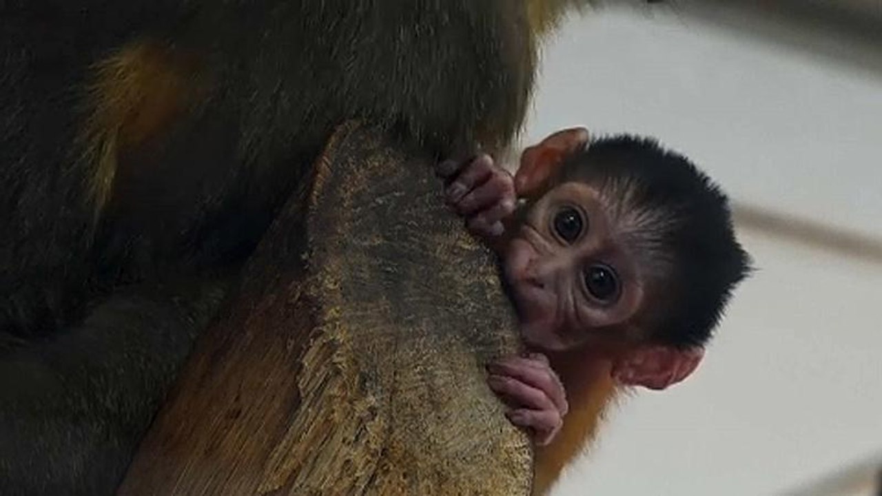 Seltenes Affenbaby in Budapester Zoo geboren
