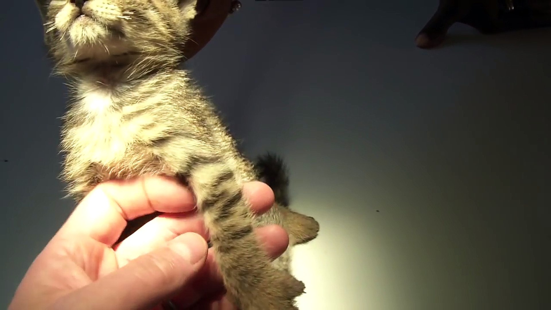 Ce Pauvre Chaton A Une Larve De Mouche Mangoworm Dans La Pate Video Dailymotion