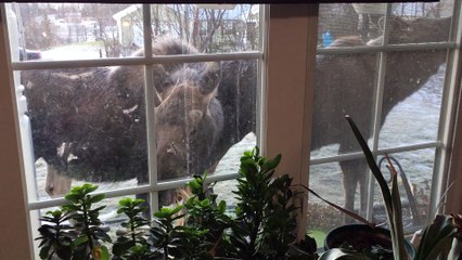 Group of Moose Stop by for Breakfast
