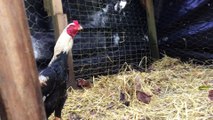 FOR SALE:  Young rooster Thai x Asil cross