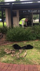 Venomous Eastern Brown Snake Found in Winery