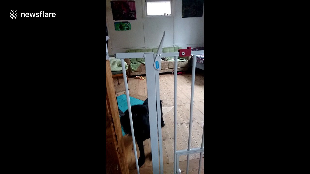 Cocker Spaniel puppy is veritable Houdini