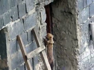 kuna xx : not sure what the animal is but it has come from Poland!