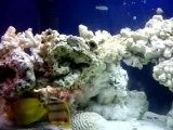 THE HOLLANDS SALTWATER TANK