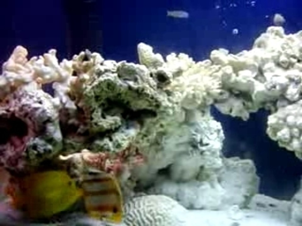 THE HOLLANDS SALTWATER TANK